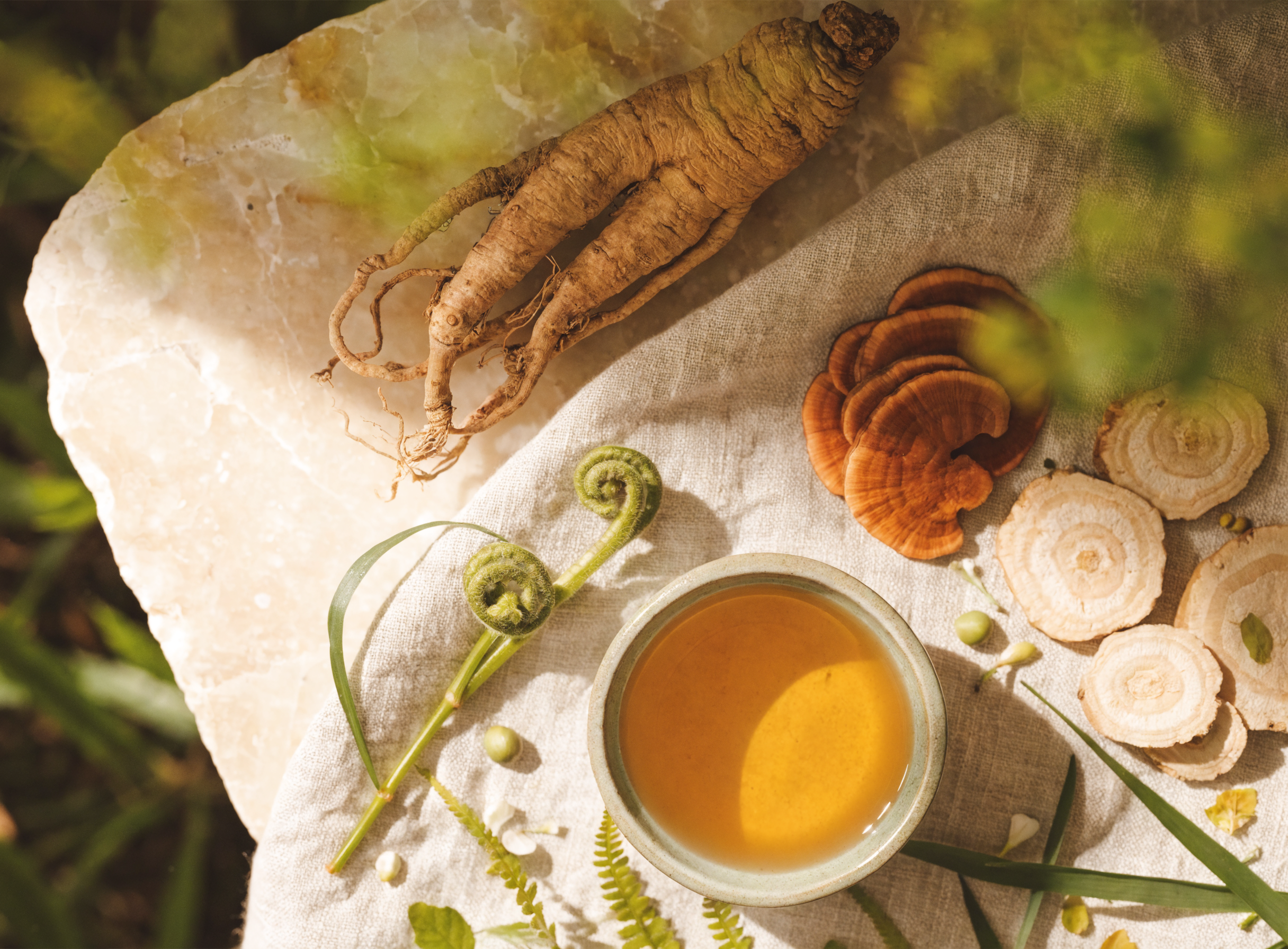 Traditional Chinese Medicine adaptogen herbs including ginseng, reishi and astragalus